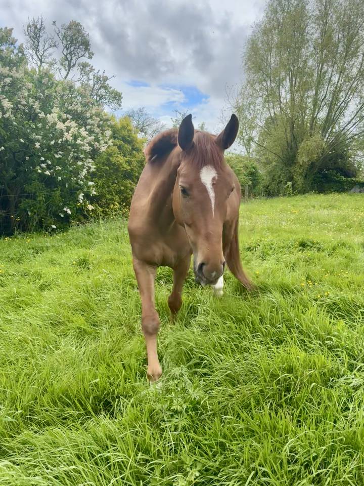 TOP GUN - 7 ans - Belgian Warmblood - Dressage