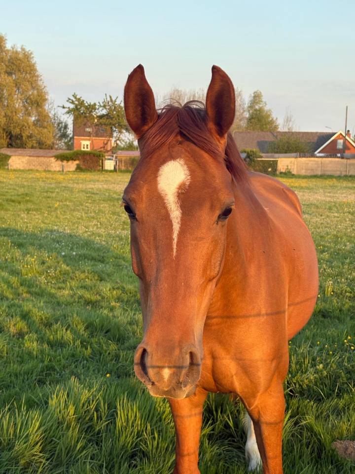 TOP GUN - 7 ans - Belgian Warmblood - Dressage