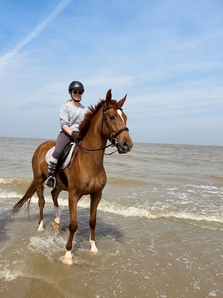TOP GUN - 7 ans - Belgian Warmblood - Dressage