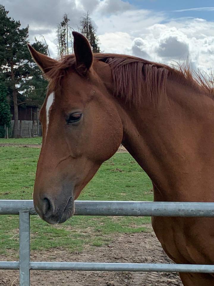 TOP GUN - 7 ans - Belgian Warmblood - Dressage
