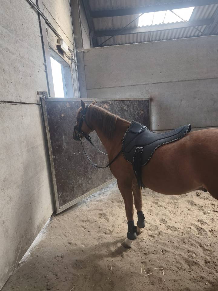 Magnifique Poney de sport 