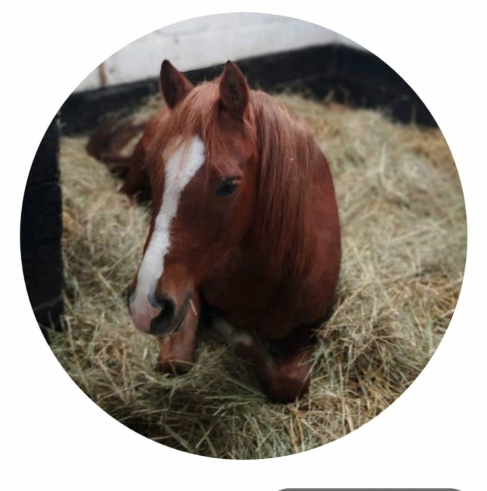 Magnifique Poney de sport 