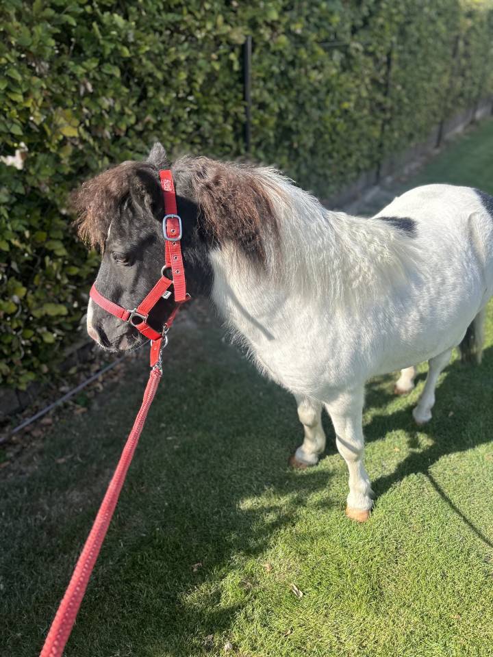 Shetland hongre pie 