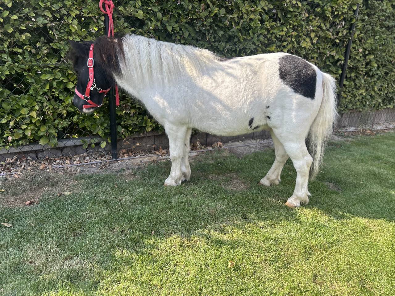 Shetland hongre pie 