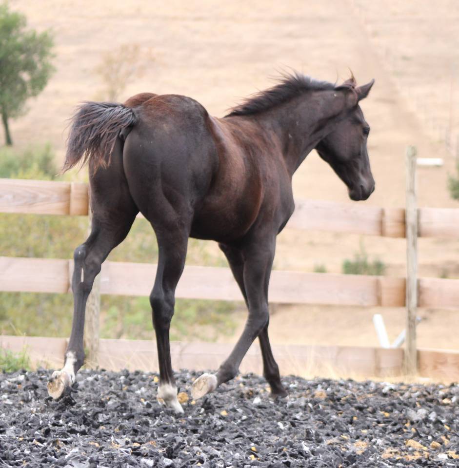 Poulain paint horse PP