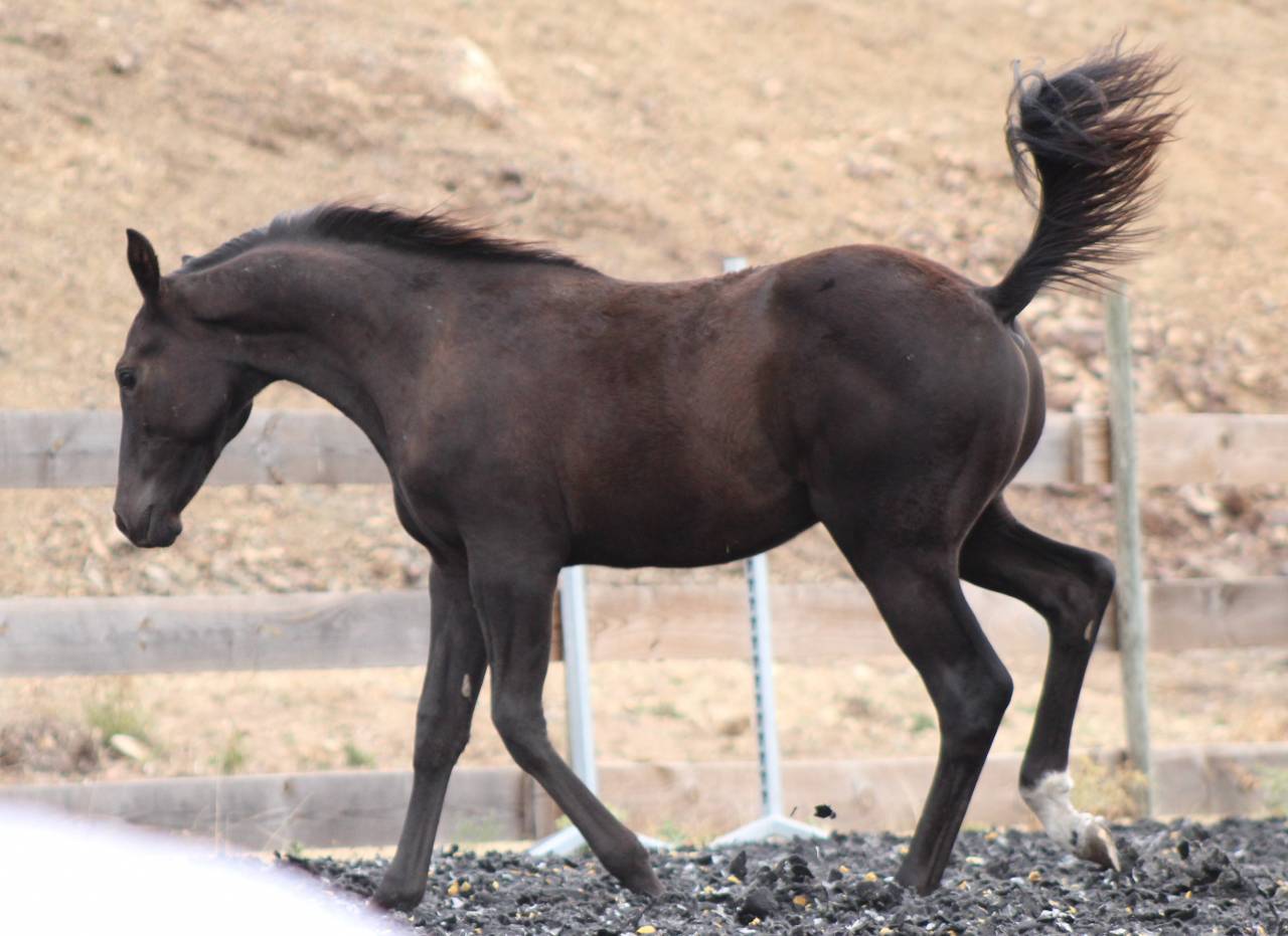 Poulain paint horse PP