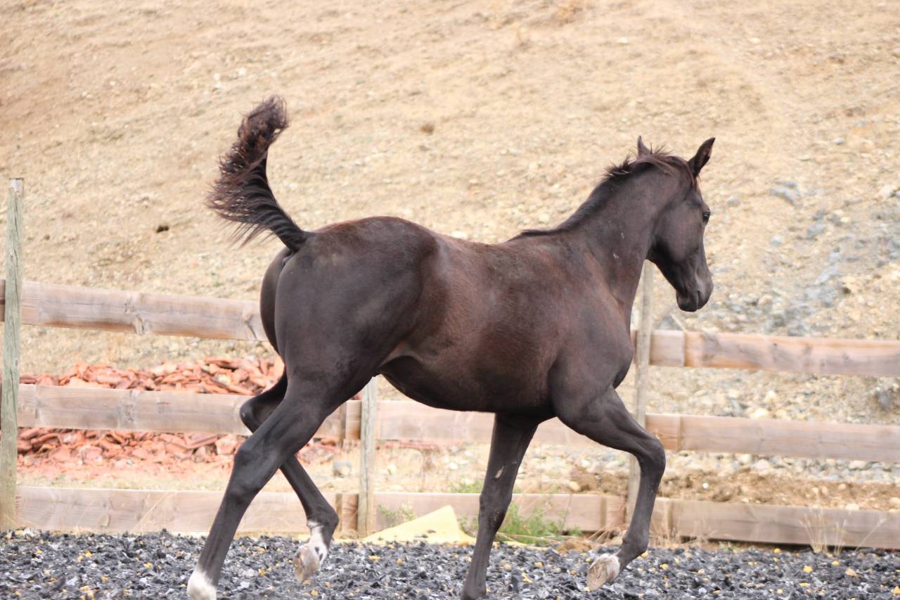 Poulain paint horse PP