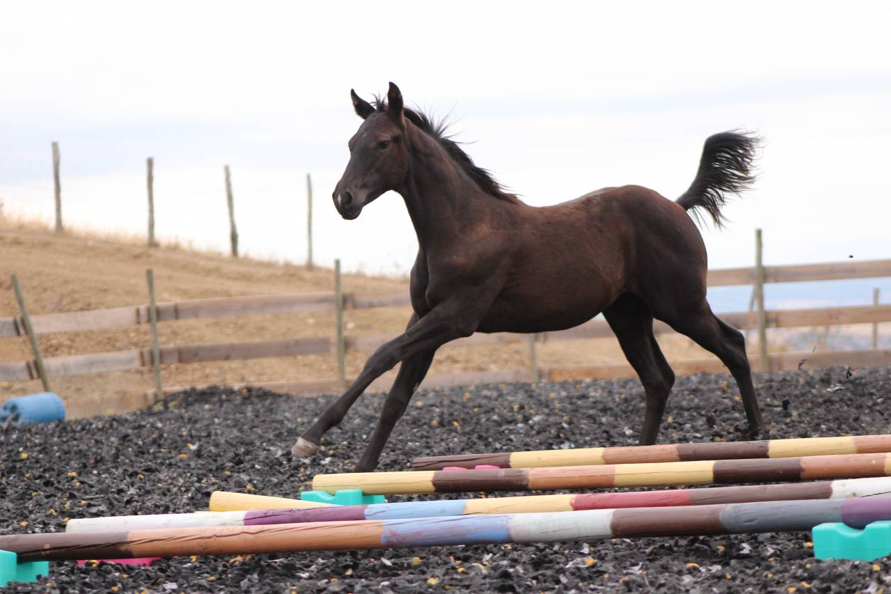 Poulain paint horse PP