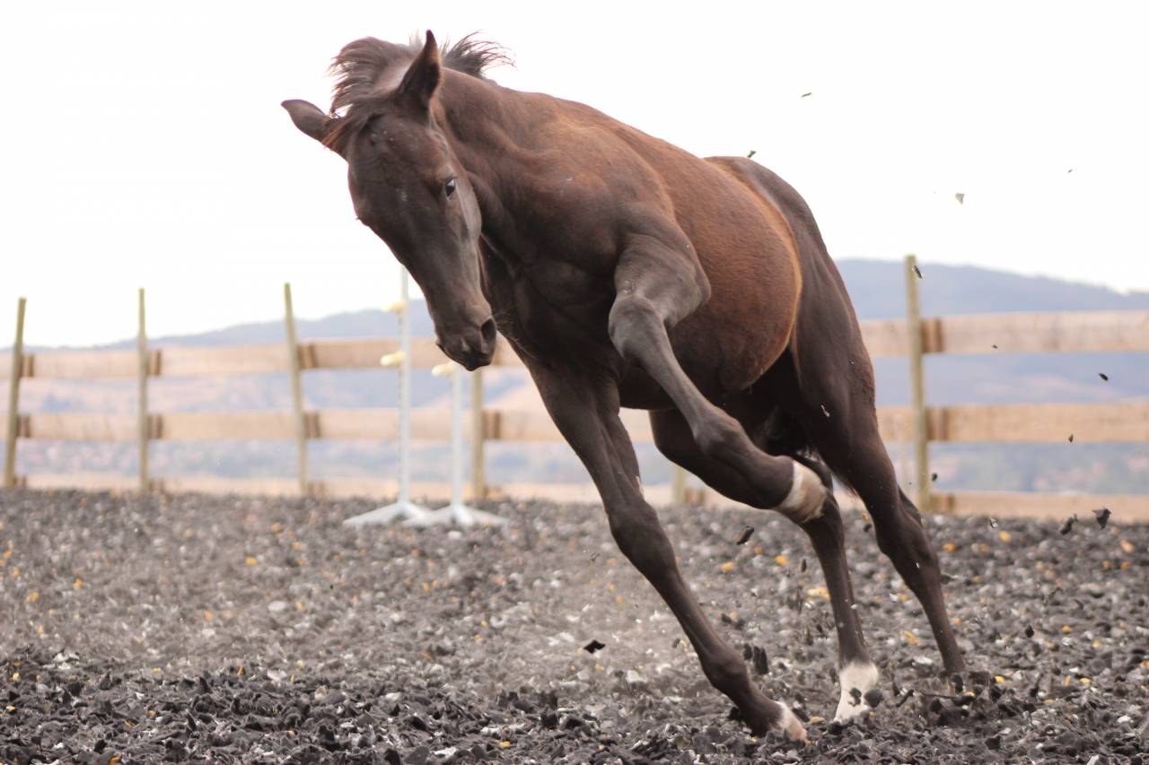 Poulain paint horse PP