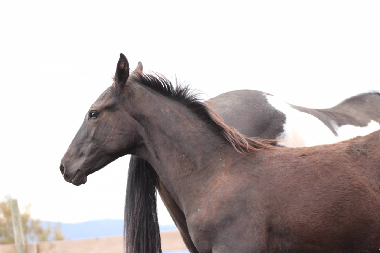 Poulain paint horse PP