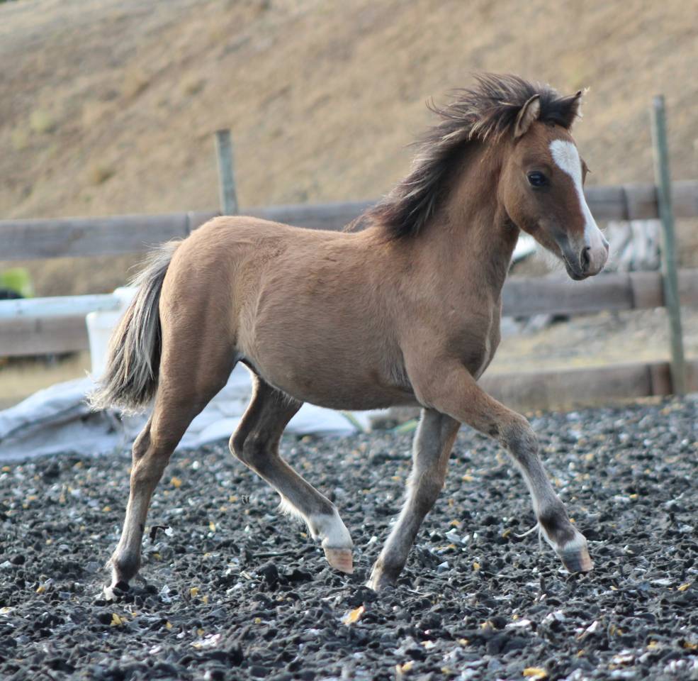 Poulain welsh part bred