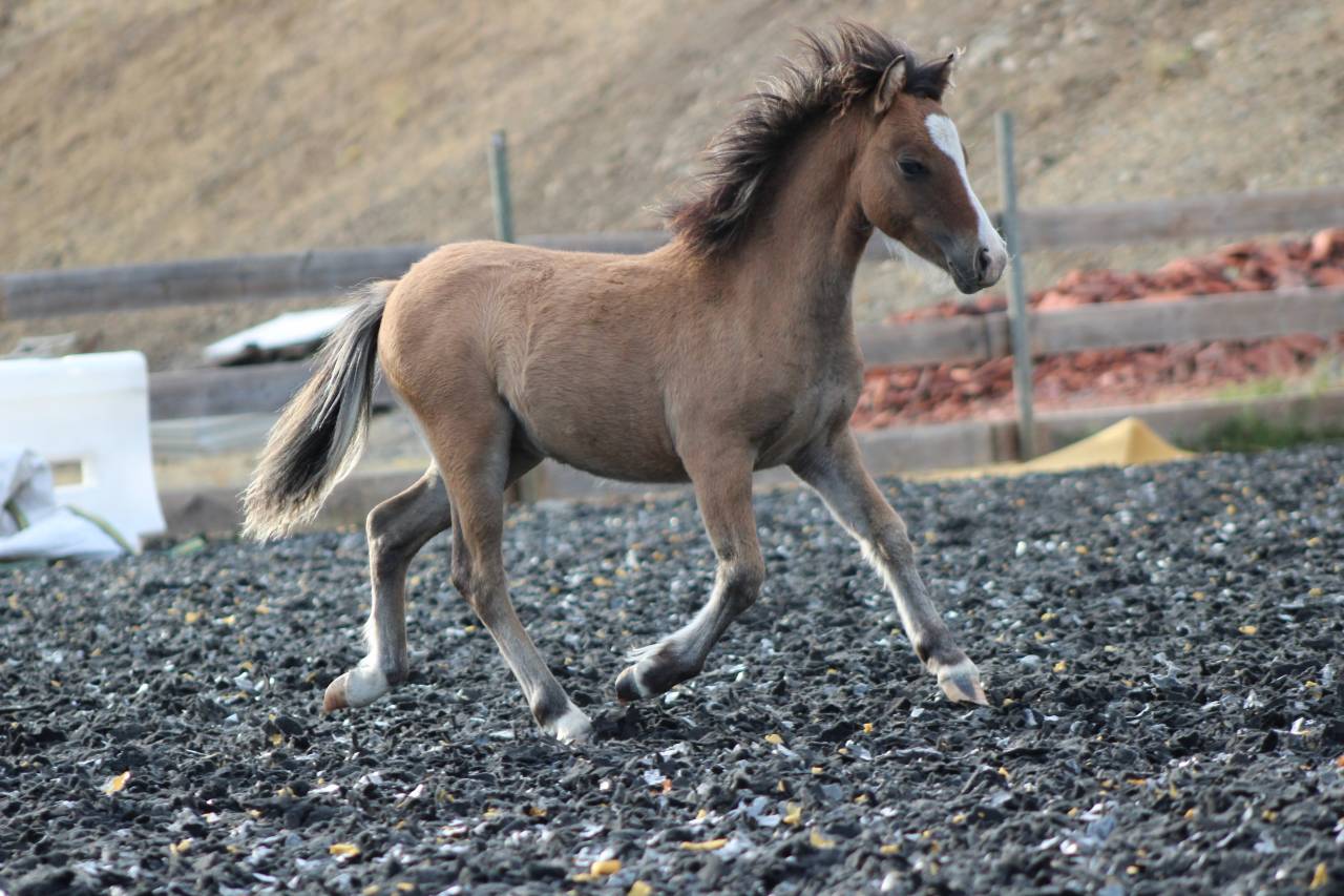 Poulain welsh part bred
