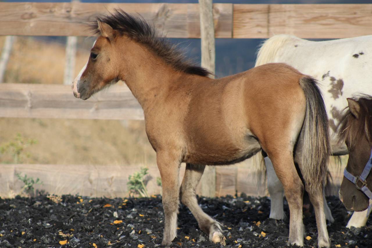 Poulain welsh part bred