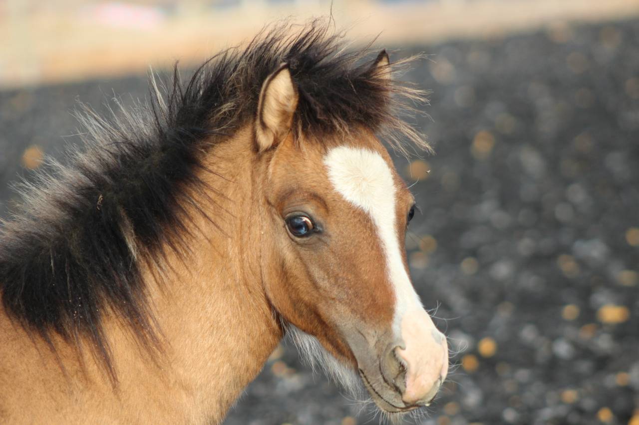 Poulain welsh part bred