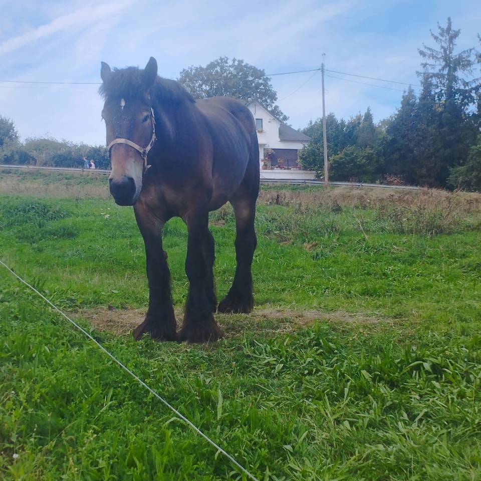 Jument de trait Belge inscrite