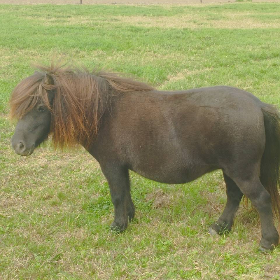 Jument Shetland avec p&eacute;digr&eacute;e 