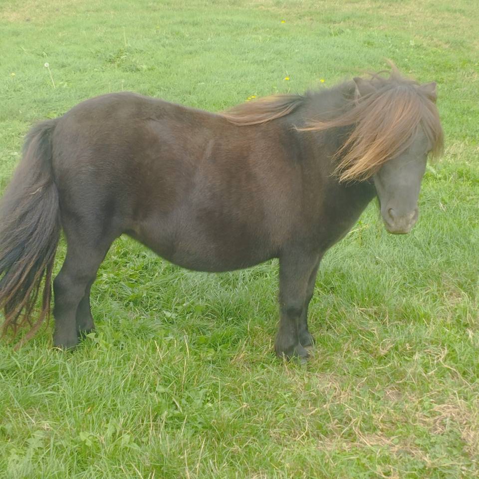 Jument Shetland avec p&eacute;digr&eacute;e 