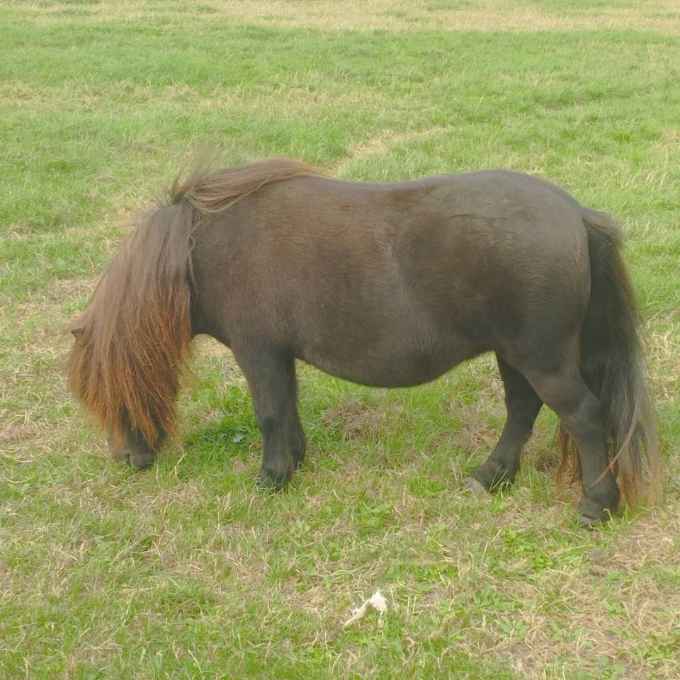 Jument Shetland avec p&eacute;digr&eacute;e 
