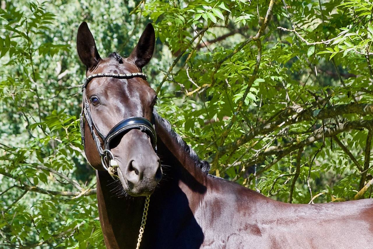 Hongre - DSP - 5 ans - Dressage / Polyvalent - France