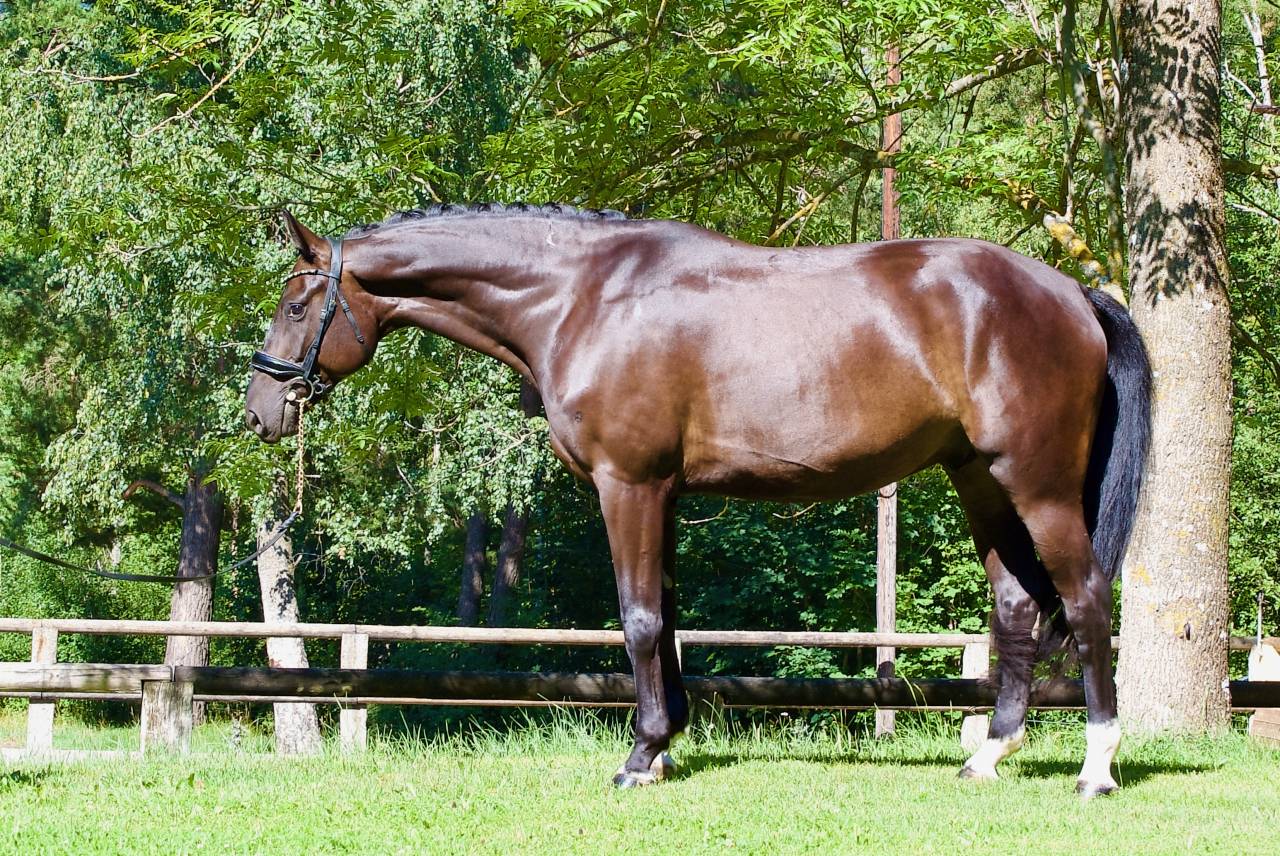 Hongre - DSP - 5 ans - Dressage / Polyvalent - France