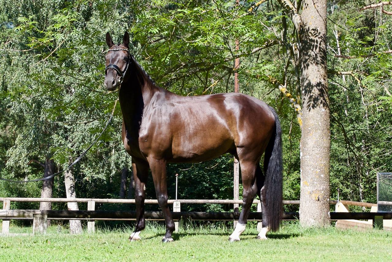 Hongre - DSP - 5 ans - Dressage / Polyvalent - France