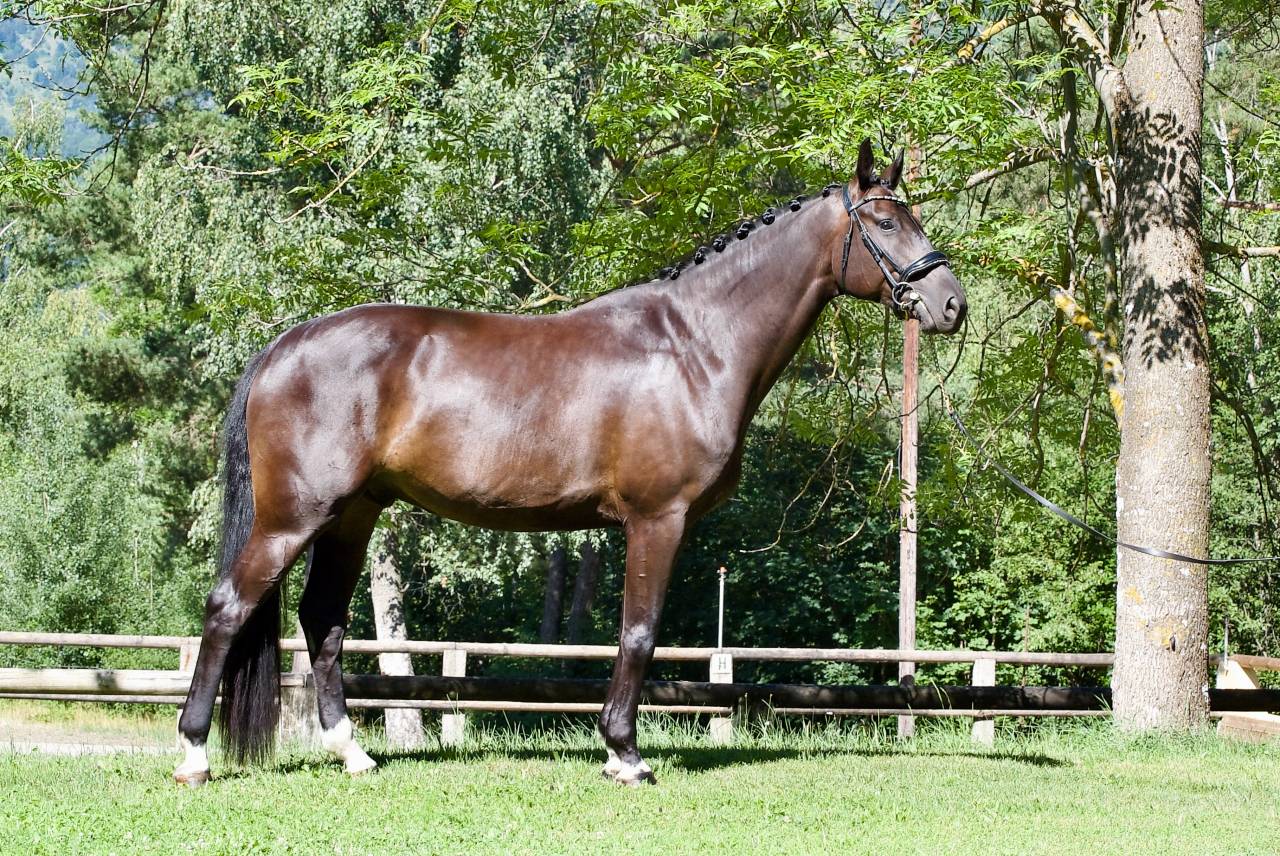 Hongre - DSP - 5 ans - Dressage / Polyvalent - France