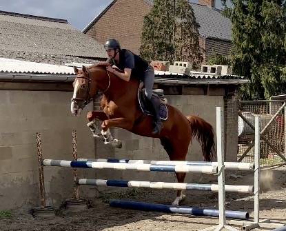 Hongre de 7 ans, +- 1m66, bwp, par Nixon vh Meulenhof