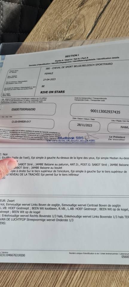 Jument &agrave; vendre