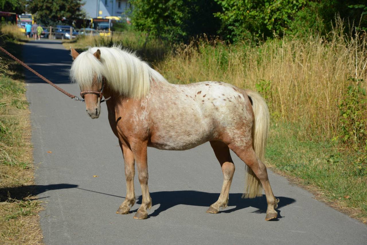 Jument silver appaloosa de 95 cm