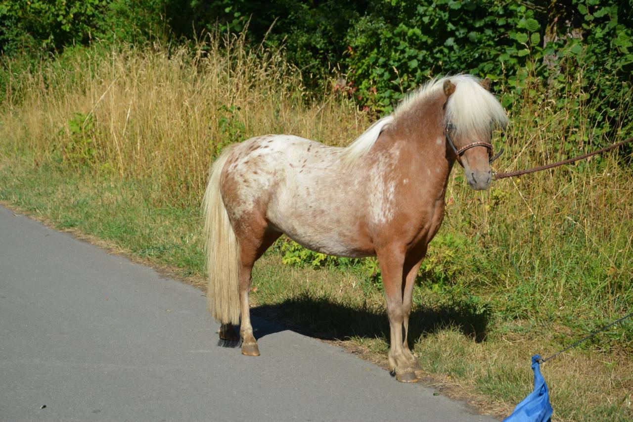 Jument silver appaloosa de 95 cm