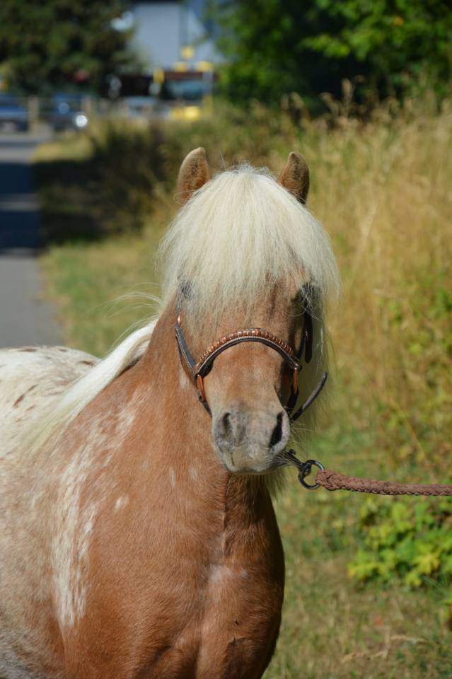Jument silver appaloosa de 95 cm
