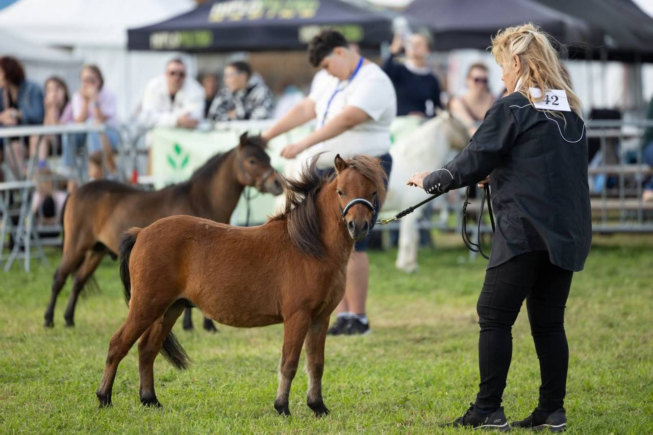 Cheval miniature am&eacute;ricain bai