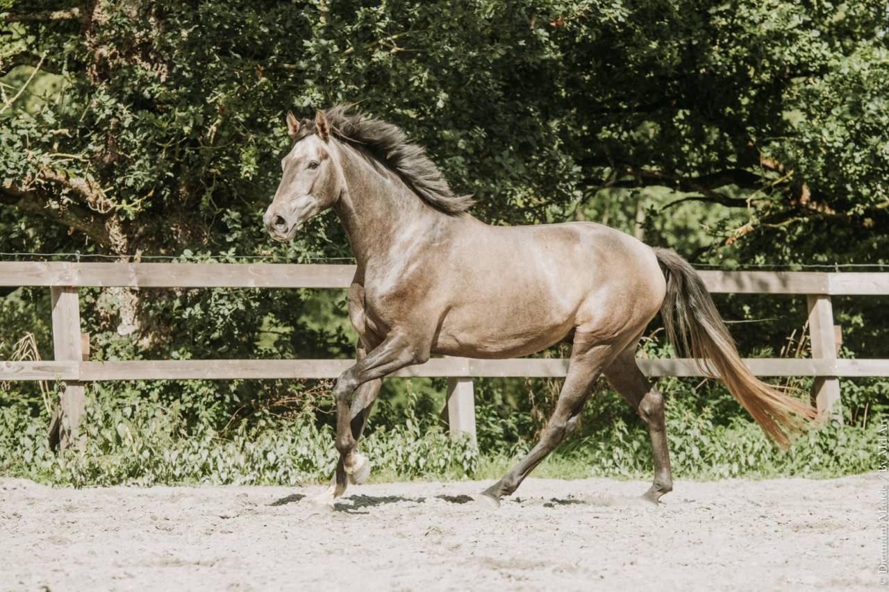 Hongre-Luso Warmblood 4 ans Dressage /Polyvalent France