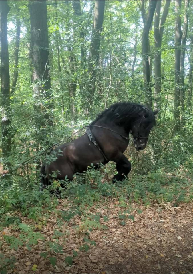 A vendre, trait Auxois
