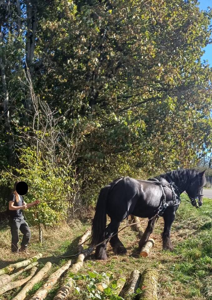 A vendre, hongre trait Auxois de 5 ans