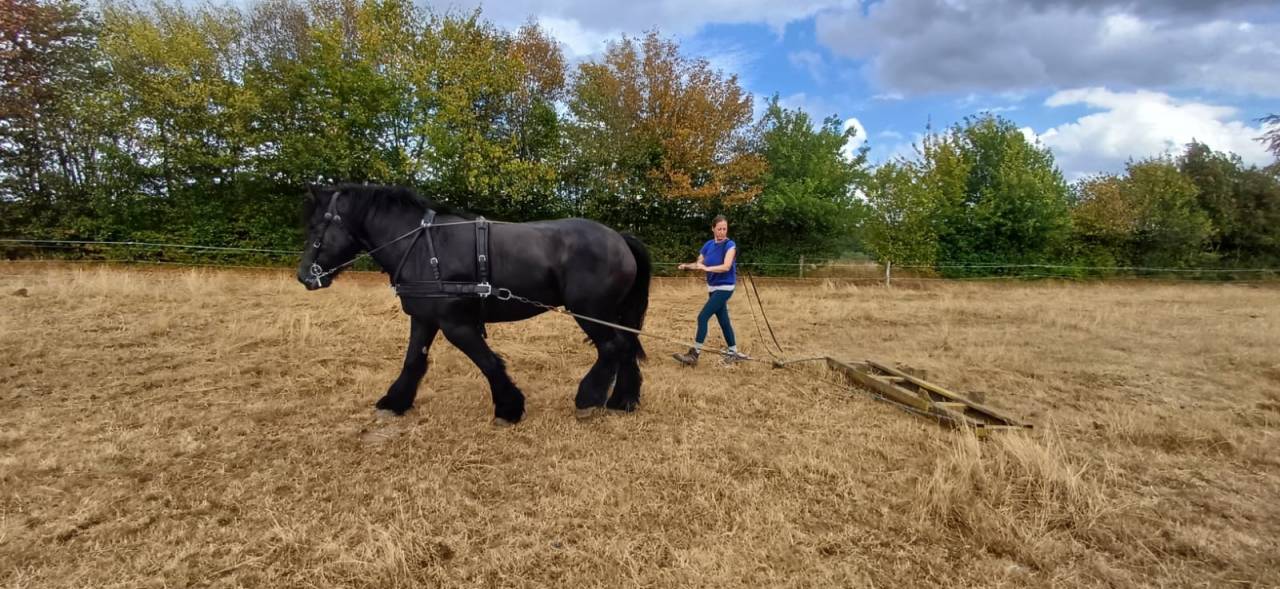 A vendre, hongre trait Auxois de 5 ans