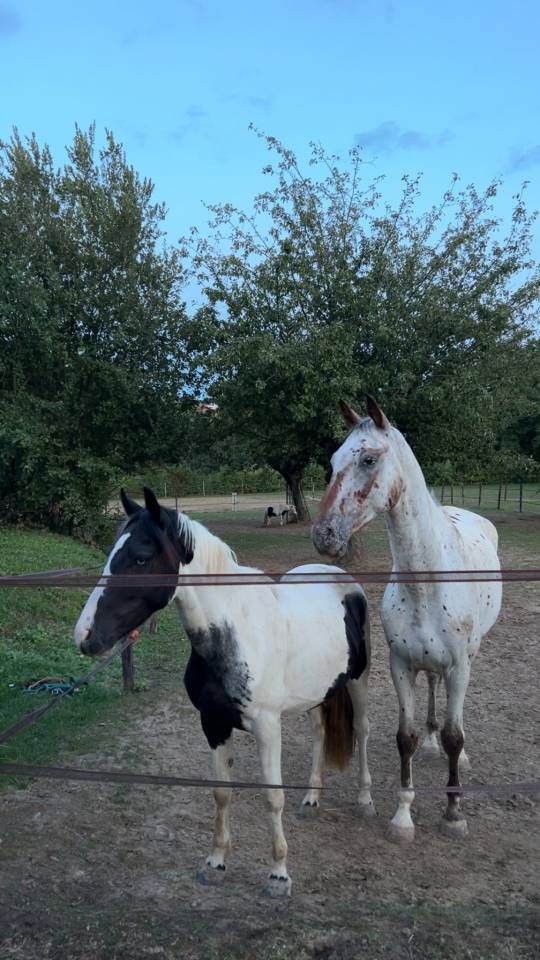 Poulain de 2ans 