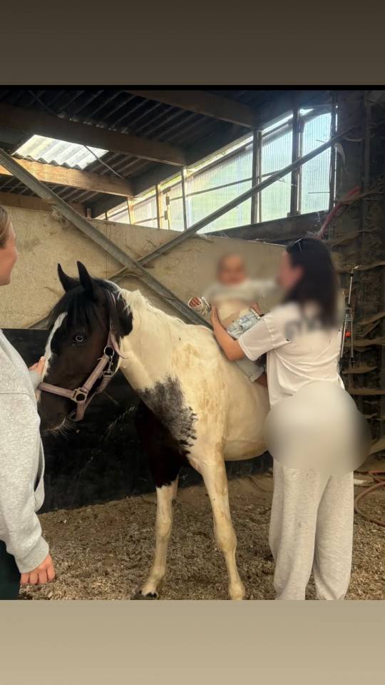 Poulain de 2ans 