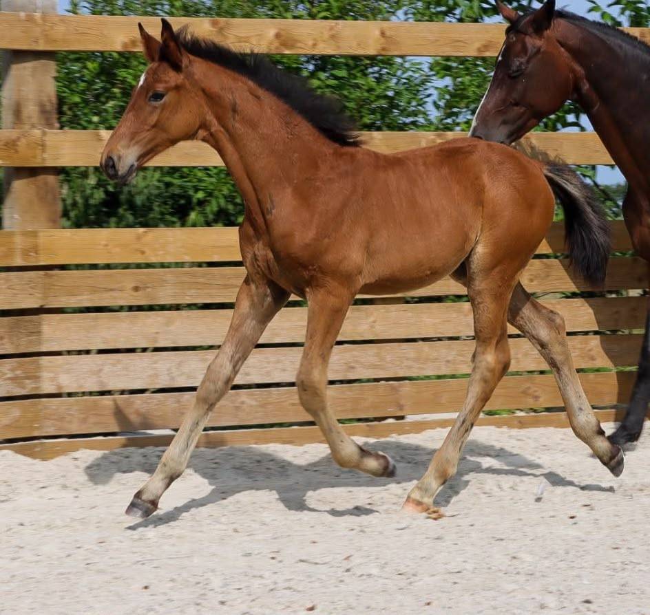 Foal Urianto vd Dries / Stedinger