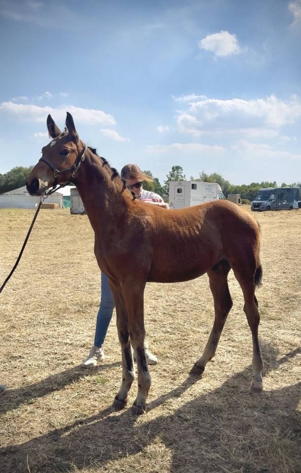 Foal Urianto vd Dries / Stedinger