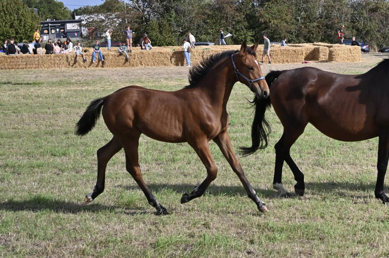 Foal Urianto vd Dries / Stedinger