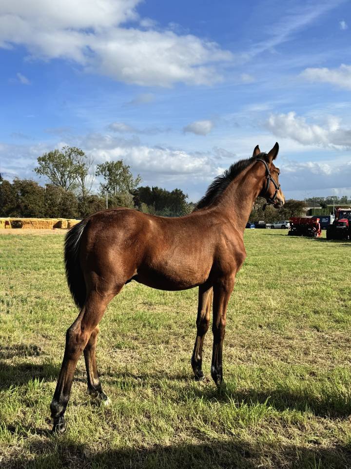 Foal Urianto vd Dries / Stedinger