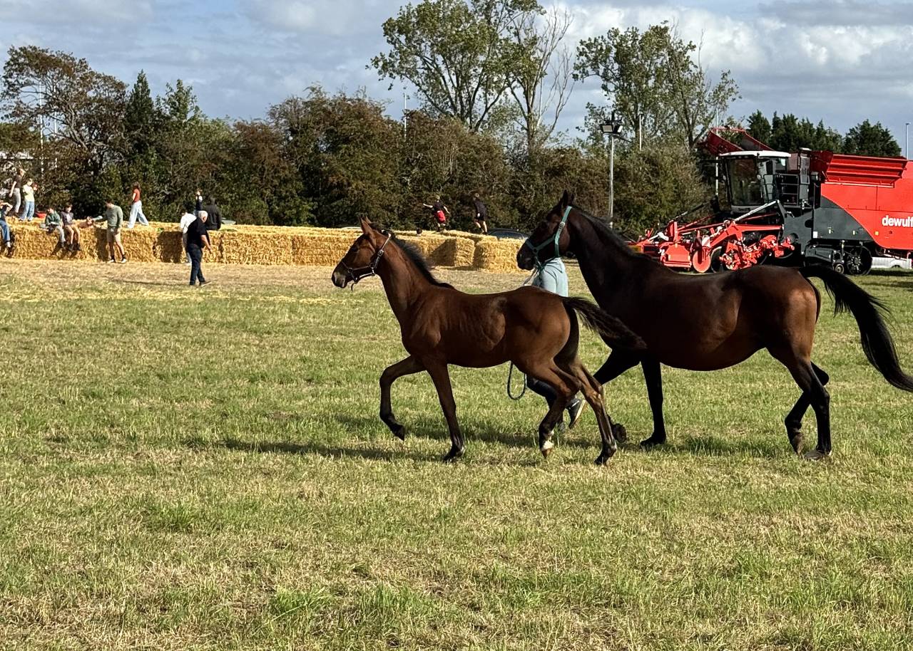 Foal Urianto vd Dries / Stedinger