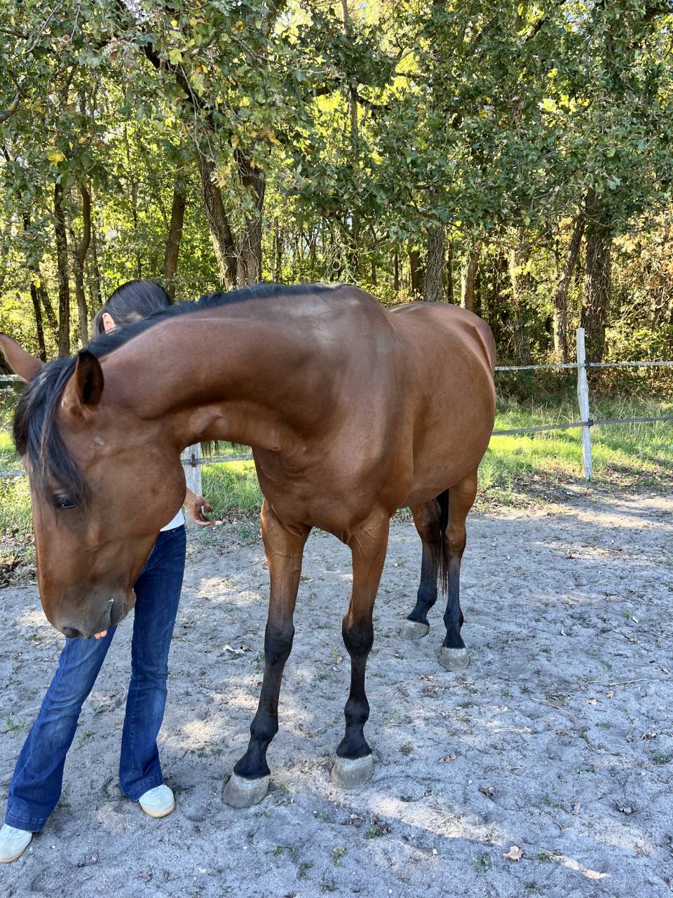 Trotteuse de 5 ans 