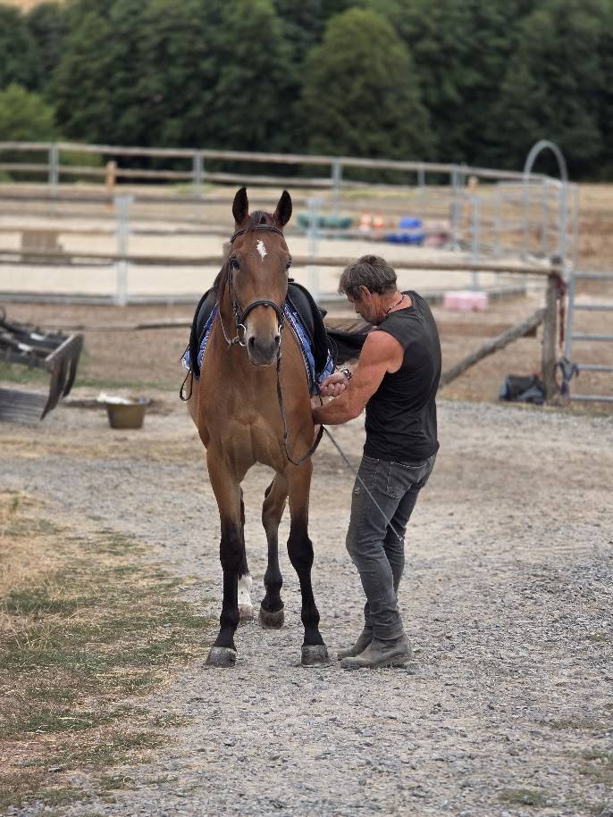 Cheval polyvalent et de loisirs