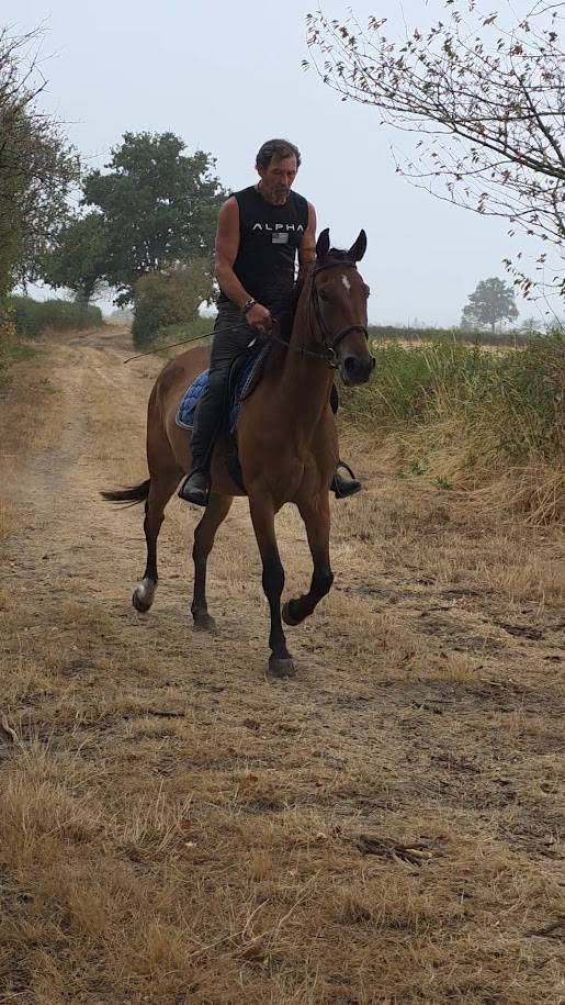 Cheval polyvalent et de loisirs