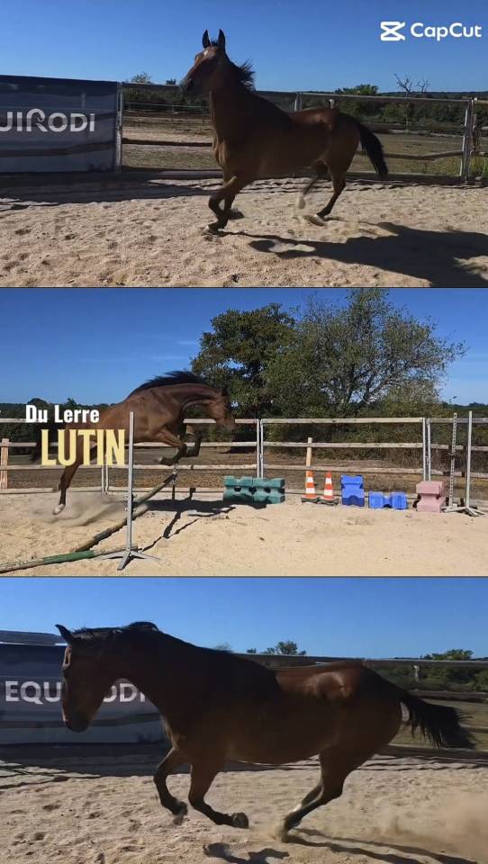 Cheval polyvalent et de loisirs