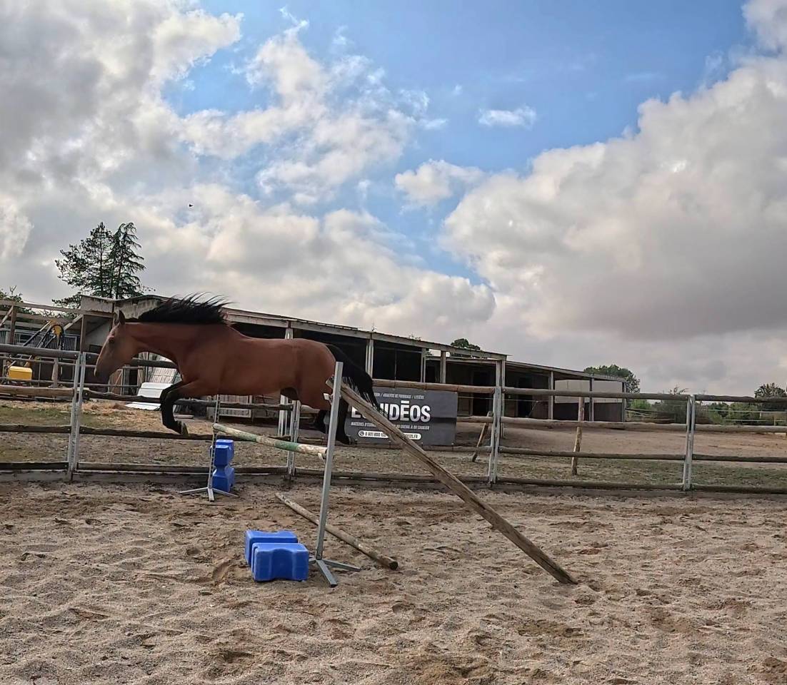Cheval CSO Balade
