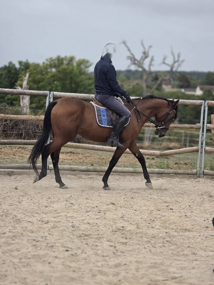 Cheval CSO Balade