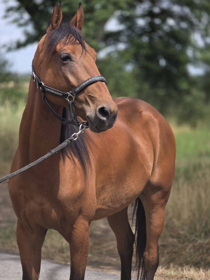 Cheval CSO Balade
